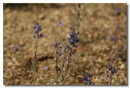 P (6)   Coulter's Lupine